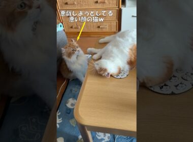 立ち姿がかわいい #cat #猫のいる暮らし #アメリカンカール