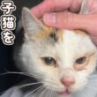 【緊急保護】氷点下の中、助けを求める子猫を保護しました