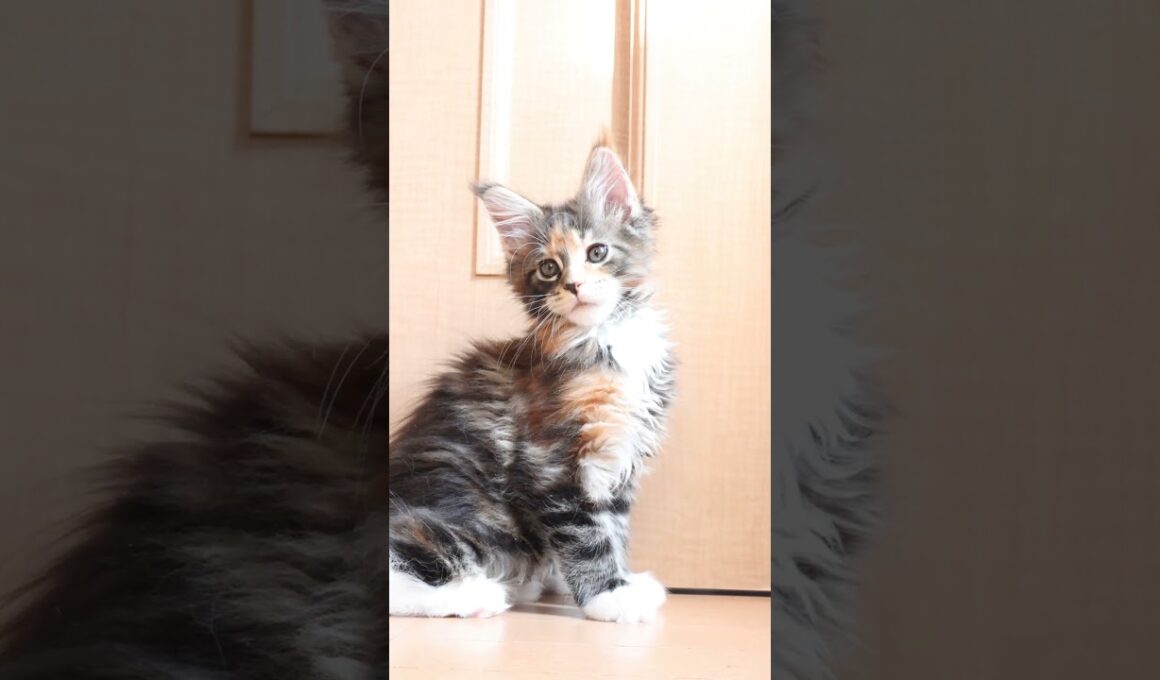 生後66日メインクーン子猫の小町ちゃん