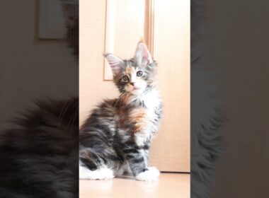 生後66日メインクーン子猫の小町ちゃん