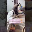 ちょこさん😺猫の日動画です🐈️ #シャム猫 #たぬき猫 #ねこのいる生活