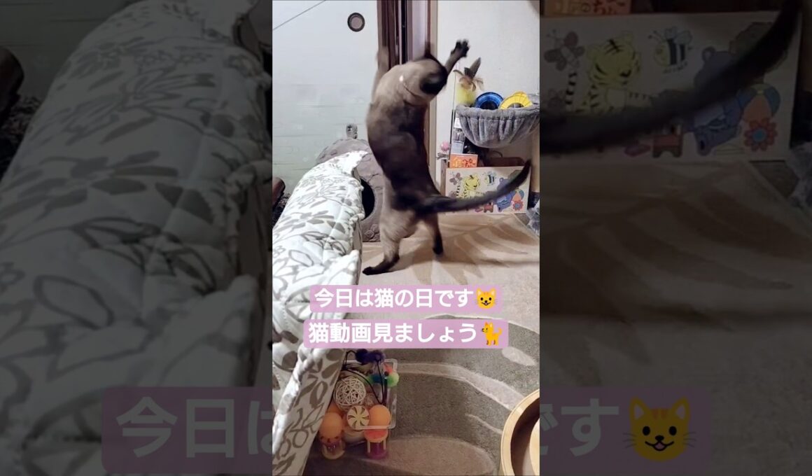 ちょこさん😺猫の日動画です🐈️ #シャム猫 #たぬき猫 #ねこのいる生活