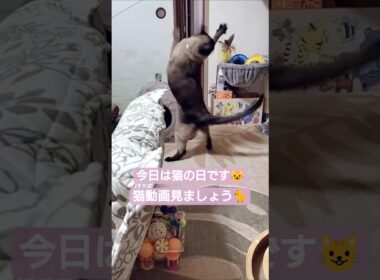 ちょこさん😺猫の日動画です🐈️ #シャム猫 #たぬき猫 #ねこのいる生活