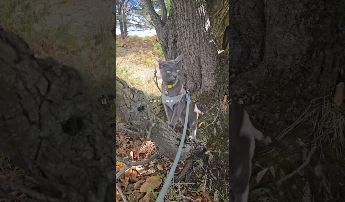 Autumn adventures are truly beautiful #shorts #adventurecats #cats #dogs #autumn #walk #nature #pets