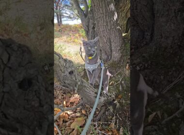 Autumn adventures are truly beautiful #shorts #adventurecats #cats #dogs #autumn #walk #nature #pets