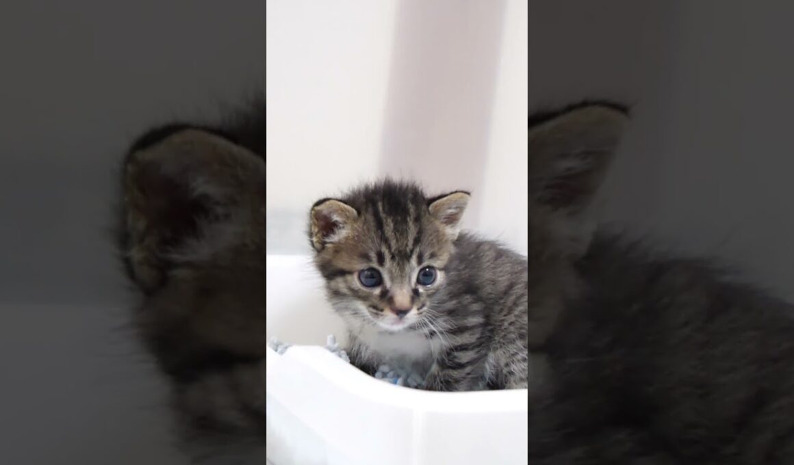 子猫がカワイイ声でおトイレできたよ！とご報告【赤ちゃん猫　保護猫】 #gatto #kitten #cat #meow #cute #猫 #好きな子猫 #子ネコ #エウレカねこ部 #kitty