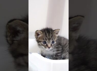 子猫がカワイイ声でおトイレできたよ！とご報告【赤ちゃん猫　保護猫】 #gatto #kitten #cat #meow #cute #猫 #好きな子猫 #子ネコ #エウレカねこ部 #kitty