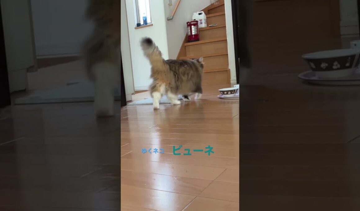 ゆくネコ　来るネコ　残るネコ #cats #pets  #ノルウェージャンフォレストキャット #ノル猫5にゃんねる #cat #猫のいる暮らし #猫の日