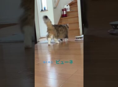 ゆくネコ　来るネコ　残るネコ #cats #pets  #ノルウェージャンフォレストキャット #ノル猫5にゃんねる #cat #猫のいる暮らし #猫の日