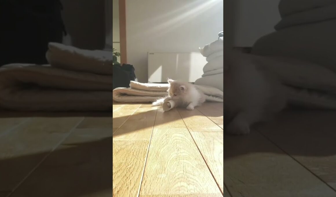 【猫のいる暮らし】#cat #ペルシャ #猫 #スコティッシュフォールド #もふもふ