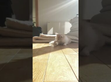 【猫のいる暮らし】#cat #ペルシャ #猫 #スコティッシュフォールド #もふもふ