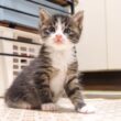お腹空いたの？赤ちゃん子猫に問いかけたらかわいい返事で答えてくれる？【赤ちゃん猫　保護猫】