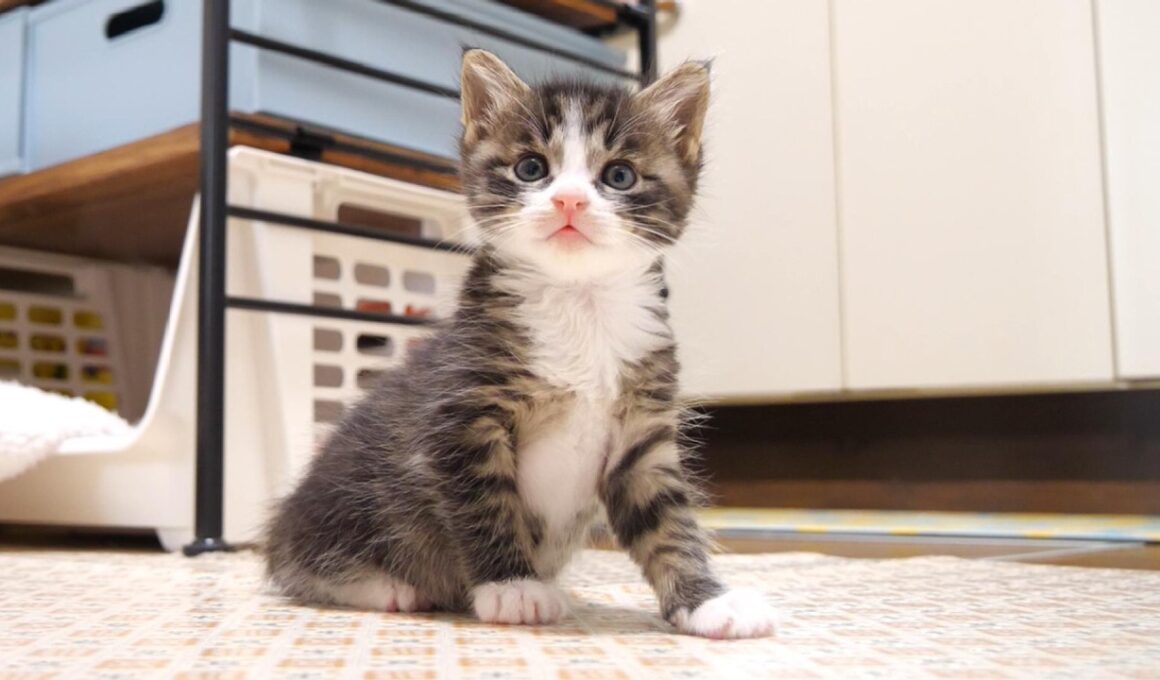 お腹空いたの？赤ちゃん子猫に問いかけたらかわいい返事で答えてくれる？【赤ちゃん猫　保護猫】