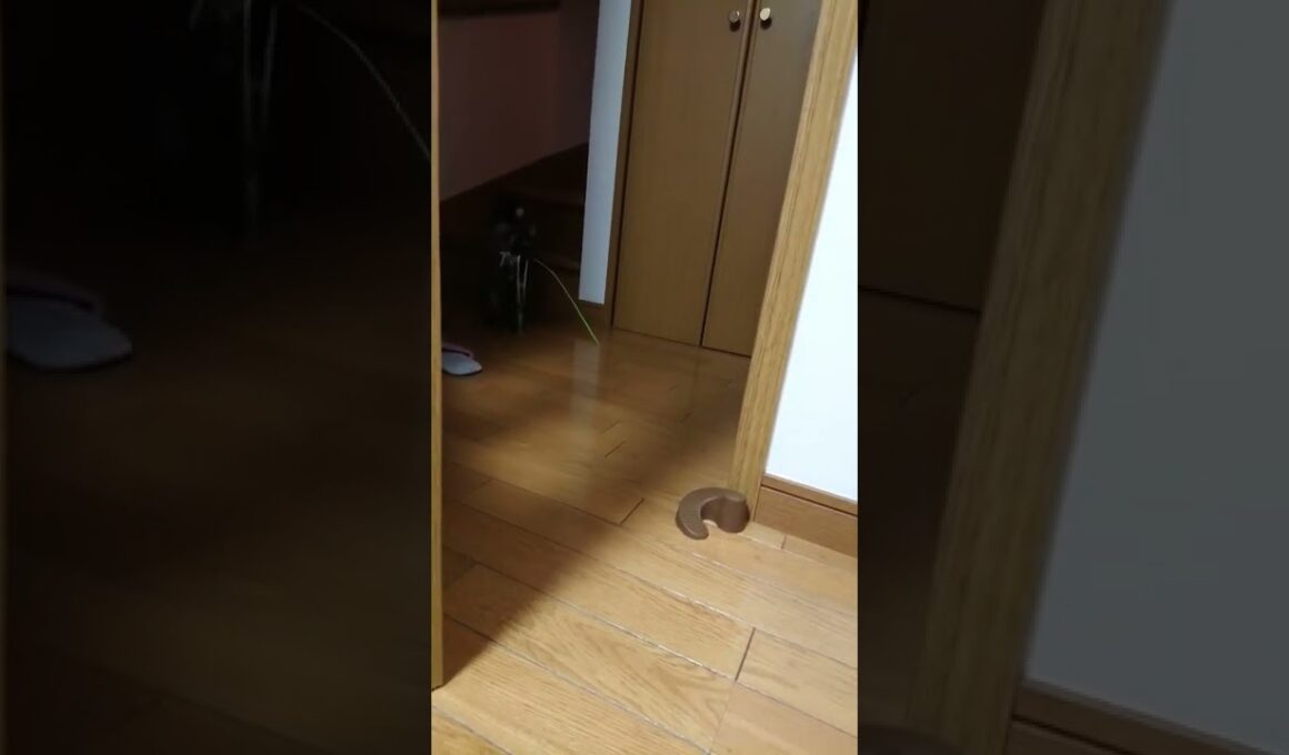 何がでるかな？#shorts