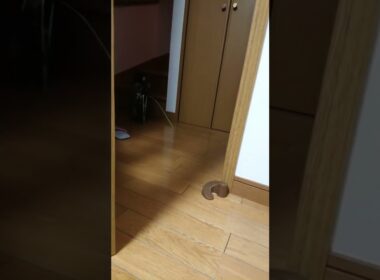 何がでるかな？#shorts