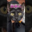 あの日の保護子猫が・・・