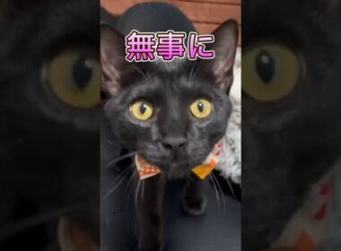 あの日の保護子猫が・・・