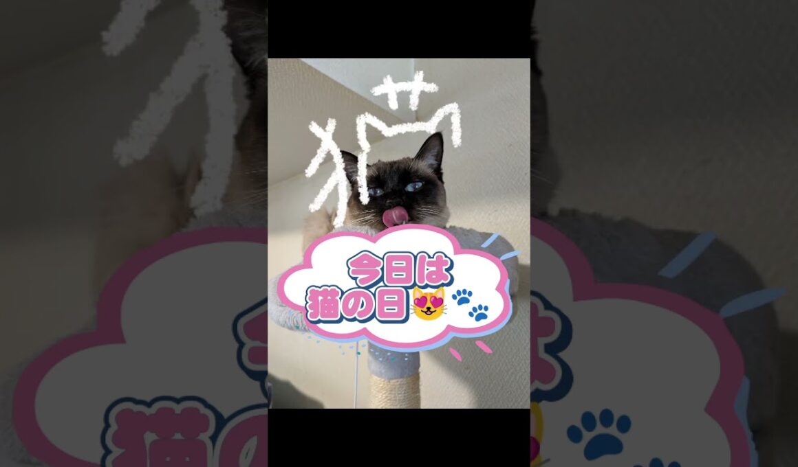 今日は猫の日😻🐾シャム猫☆マロンちゃん #cat #catshorts #しゃむねこ #シャム猫 #ねこのいる暮らし #ねこのいる生活 ＃猫の日