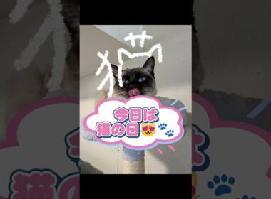 今日は猫の日😻🐾シャム猫☆マロンちゃん #cat #catshorts #しゃむねこ #シャム猫 #ねこのいる暮らし #ねこのいる生活 ＃猫の日