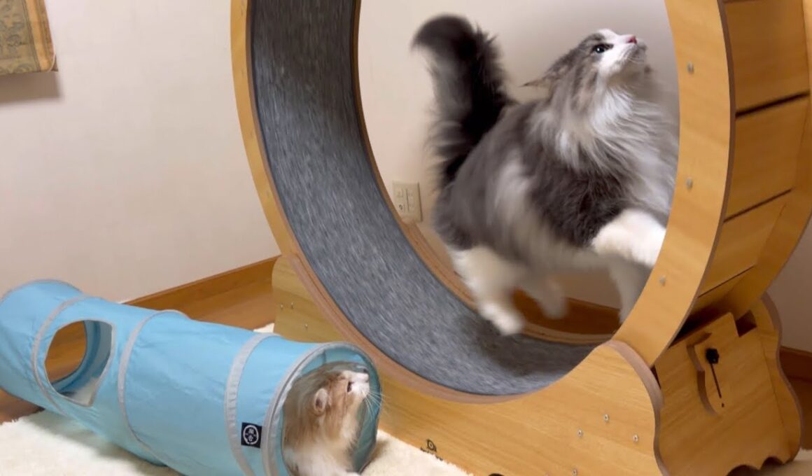 【カワイイ💖】ばあばが遊びにきてくれたので、テンション上がりましたwwwノルウェージャンフォレストキャットとターキッシュアンゴラ