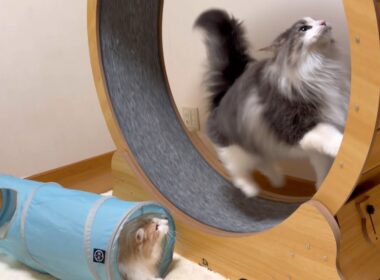 【カワイイ💖】ばあばが遊びにきてくれたので、テンション上がりましたwwwノルウェージャンフォレストキャットとターキッシュアンゴラ