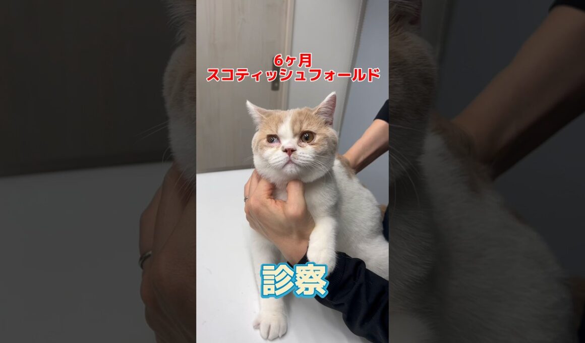 菜箸が口に刺さった6ヶ月のスコティッシュフォールドが動物病院にやって来た！