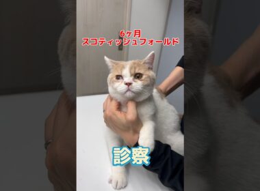 菜箸が口に刺さった6ヶ月のスコティッシュフォールドが動物病院にやって来た！