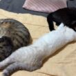 黒猫くー。後ろ足、シャムの雫の首、押さえつけてんですけど　ルル