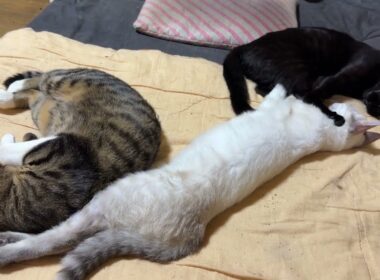 黒猫くー。後ろ足、シャムの雫の首、押さえつけてんですけど　ルル