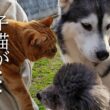 子猫が外に脱走しました...