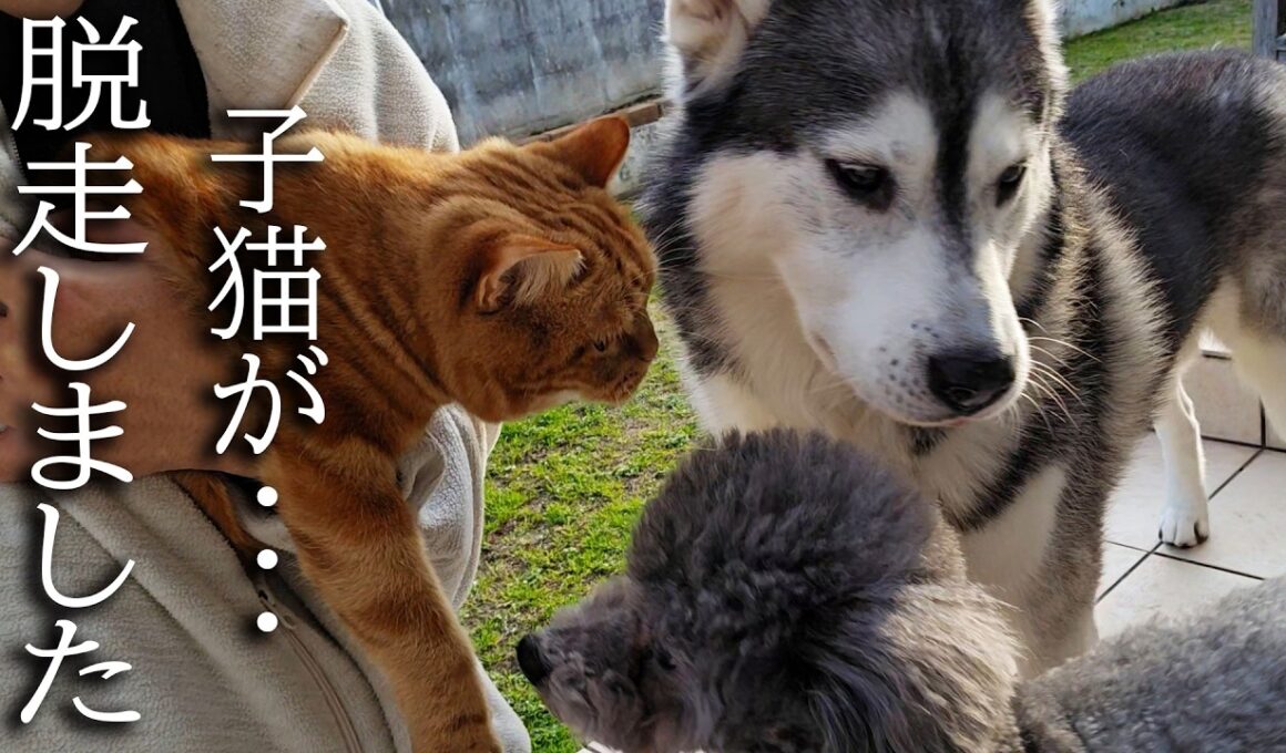 子猫が外に脱走しました...