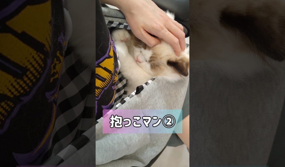 甘えん坊赤ちゃんマン②👶🏻猫の日！#shorts #ラグドール #子猫 #猫のいる生活 #甘えん坊猫 #ぬいぐるみ猫