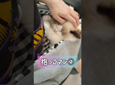 甘えん坊赤ちゃんマン②👶🏻猫の日！#shorts #ラグドール #子猫 #猫のいる生活 #甘えん坊猫 #ぬいぐるみ猫