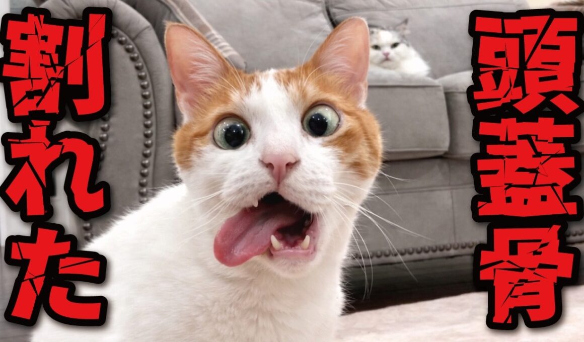 頭蓋骨割れたと因縁をつけてくる先輩猫