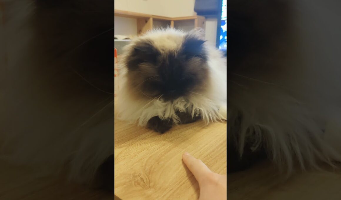 おててないないさせた　#ヒマラヤン #ねこ　#猫　#甘えん坊　#長毛種　#cat