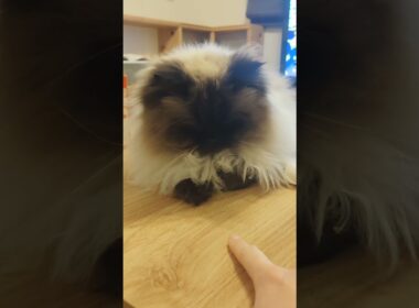 おててないないさせた　#ヒマラヤン #ねこ　#猫　#甘えん坊　#長毛種　#cat