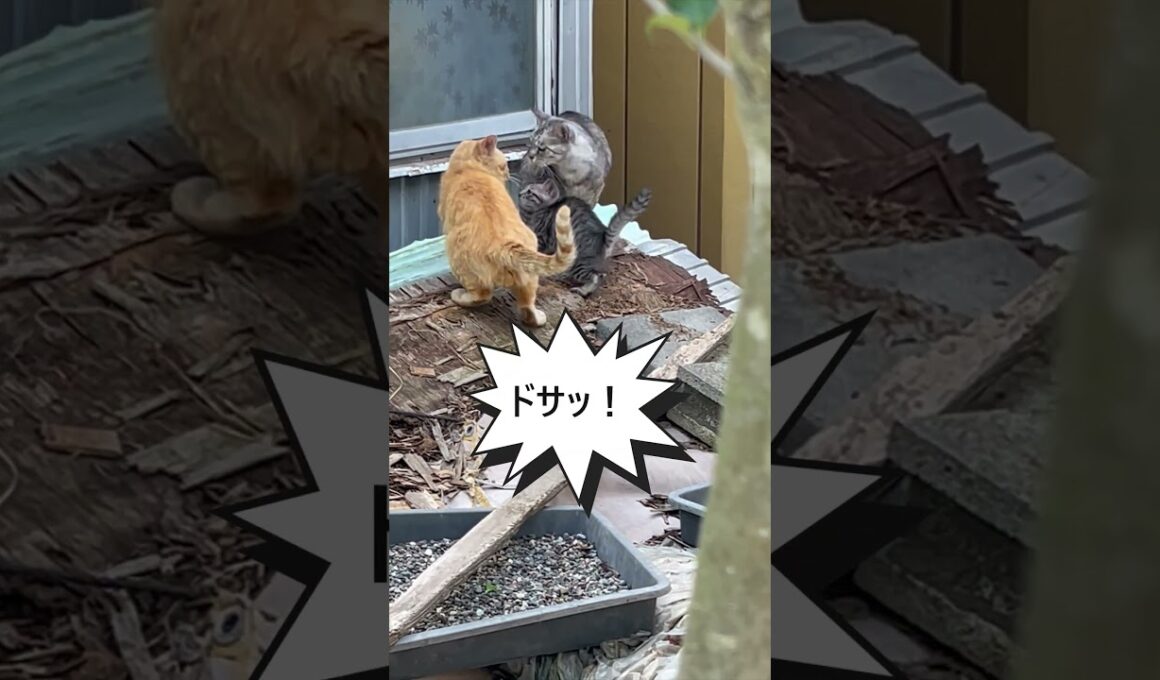 【子猫の試練】目の前で起きた“スパイダーニャン”――母猫の跳躍が意味するもの【オリジナルBGM】