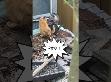 【子猫の試練】目の前で起きた“スパイダーニャン”――母猫の跳躍が意味するもの【オリジナルBGM】