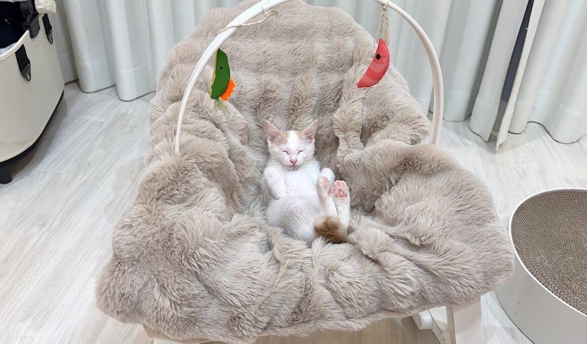 新入り子猫に赤ちゃん用のゆりかごをプレゼントしたらこうなっちゃいましたwww