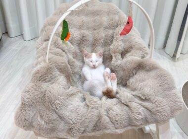 新入り子猫に赤ちゃん用のゆりかごをプレゼントしたらこうなっちゃいましたwww