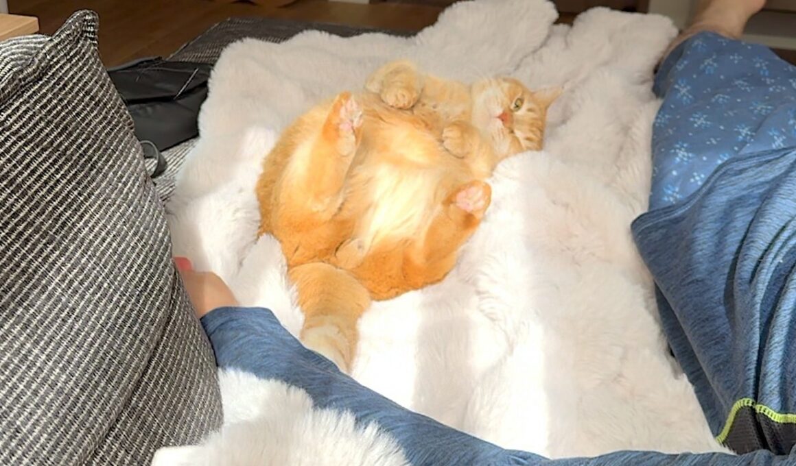 ひなたぼっことパパのゴッドハンドで溶けちゃう猫