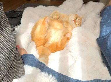 ひなたぼっことパパのゴッドハンドで溶けちゃう猫