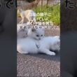 白猫の親子と黒い子猫 #cat #子ネコ #猫の日 #2月22日  #保護猫 #子猫 #野良猫