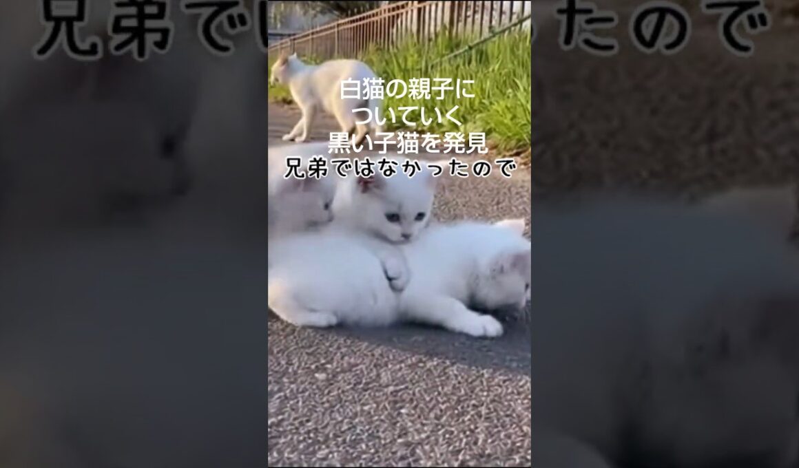 白猫の親子と黒い子猫 #cat #子ネコ #猫の日 #2月22日  #保護猫 #子猫 #野良猫
