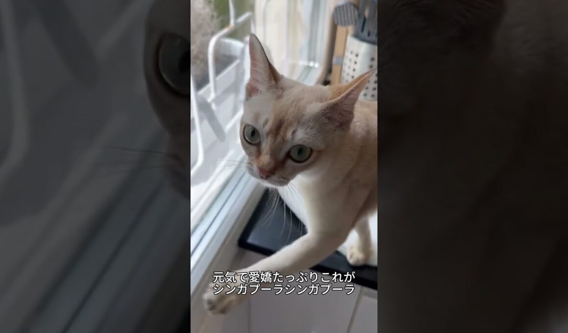 これがシンガプーラ！世界最小クラスの小さな猫🐱✨ #シンガプーラ#猫好き #かわいい猫 #猫