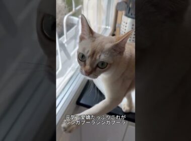 これがシンガプーラ！世界最小クラスの小さな猫🐱✨ #シンガプーラ#猫好き #かわいい猫 #猫