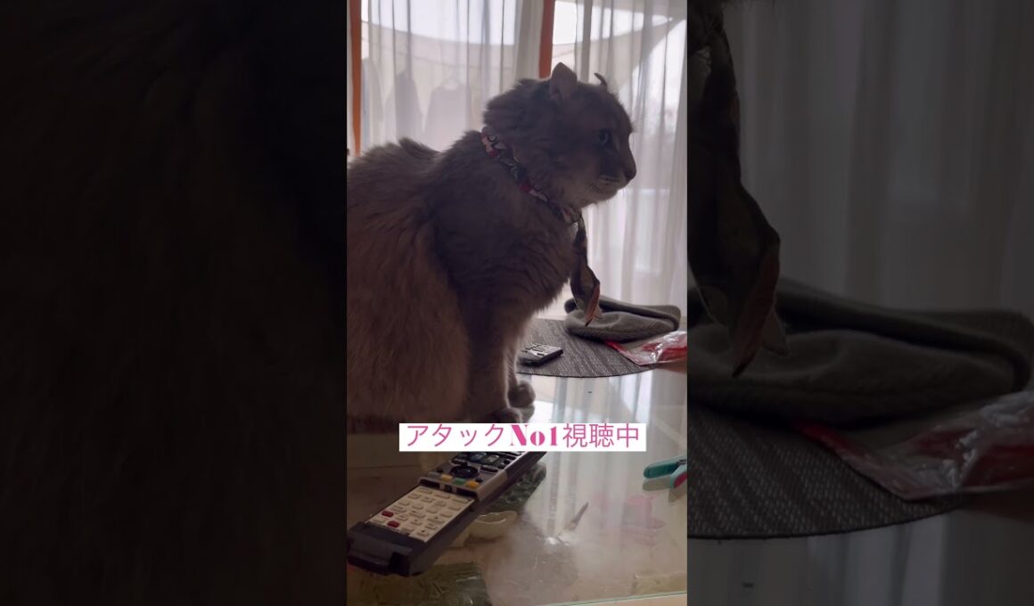 鑑賞中 #ねこ動画 #アメリカンカール #猫動画