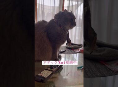 鑑賞中 #ねこ動画 #アメリカンカール #猫動画