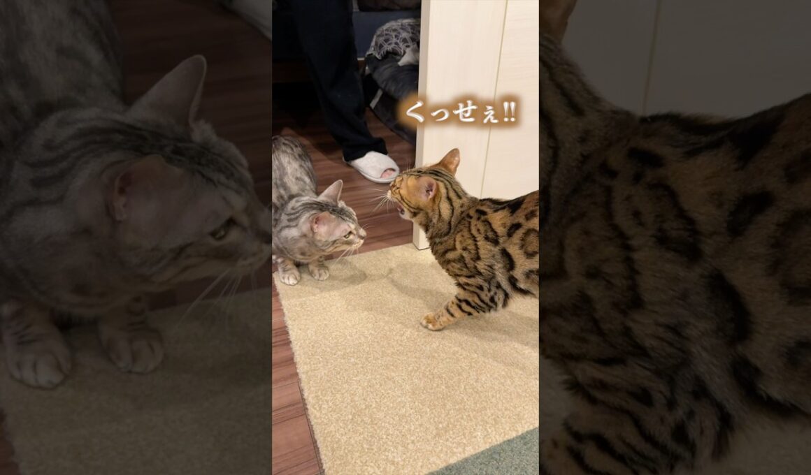 病院の匂いがついた相方にキレ散らかす猫　#ベンガル #ルトロゼ #猫