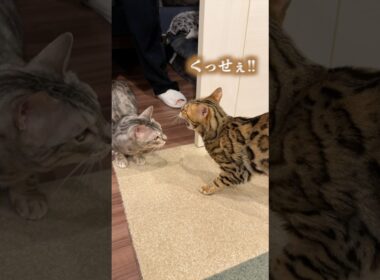病院の匂いがついた相方にキレ散らかす猫　#ベンガル #ルトロゼ #猫